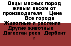 Овцы мясных пород живым весом от производителя. › Цена ­ 110 - Все города Животные и растения » Другие животные   . Дагестан респ.,Дербент г.